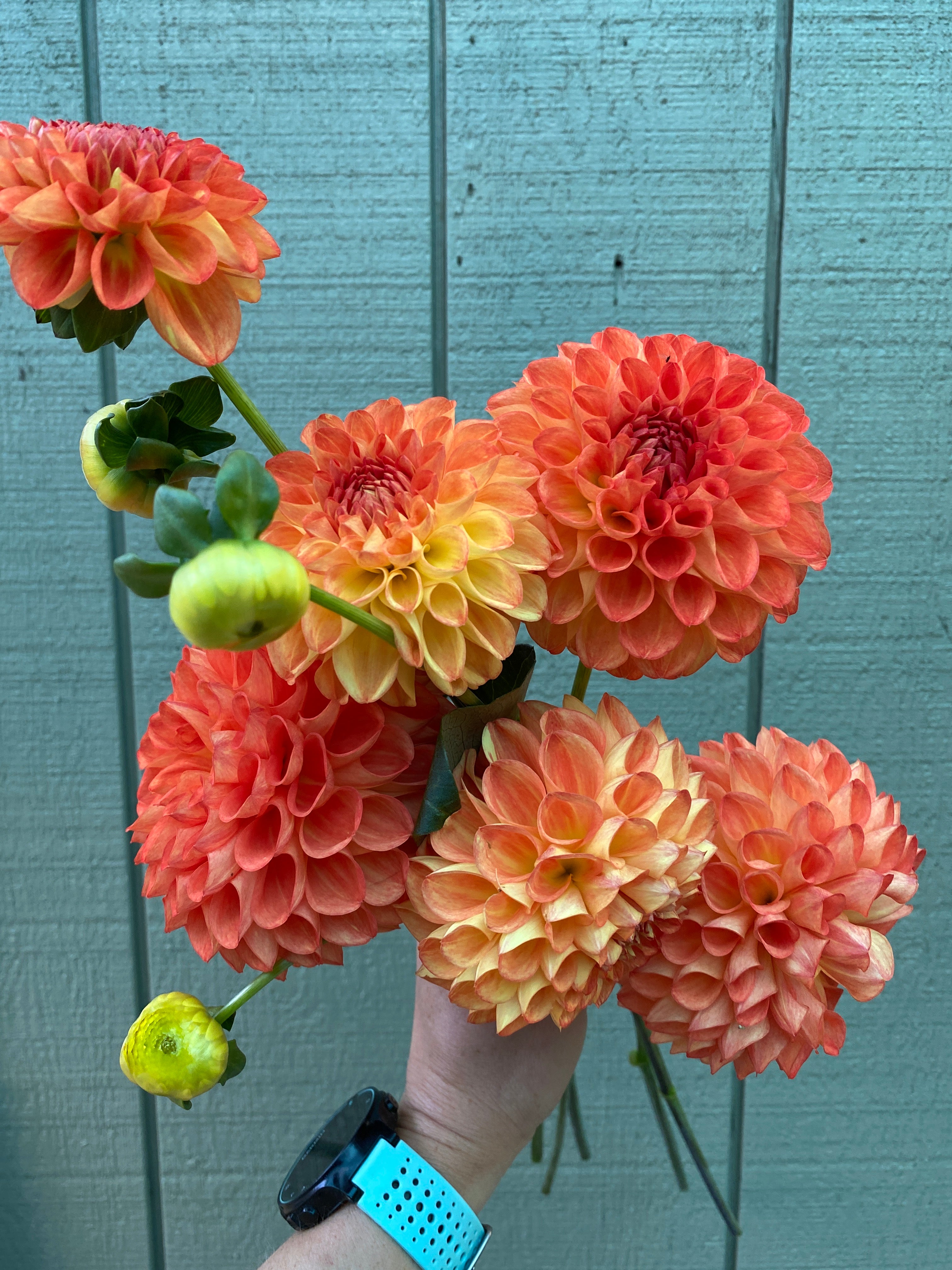 Orange Symphony - Dahlia Tuber