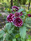 Ryan C - Dahlia Tuber