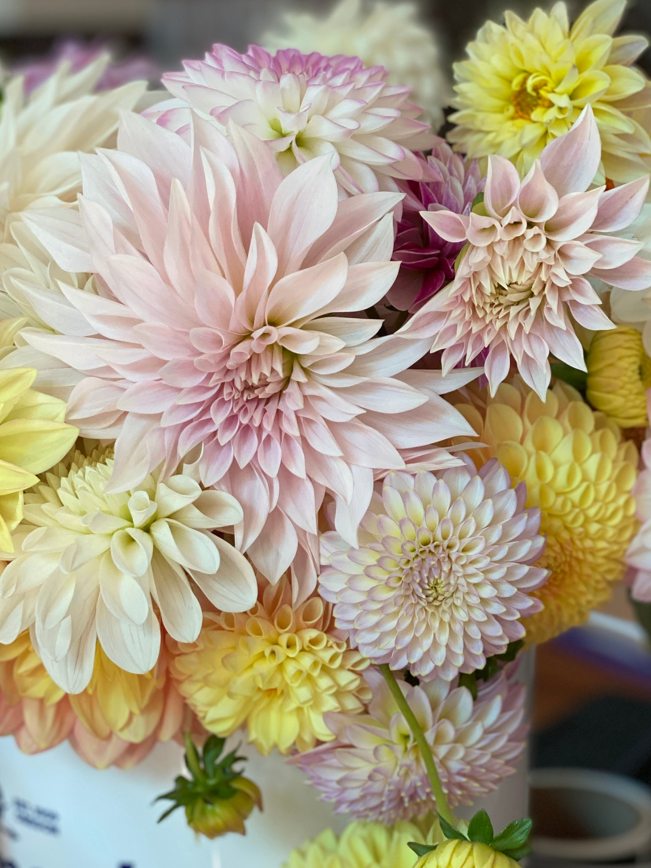 Cafe Au Lait - Dahlia Tuber
