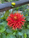 Show'N'Tell - Dahlia Tuber