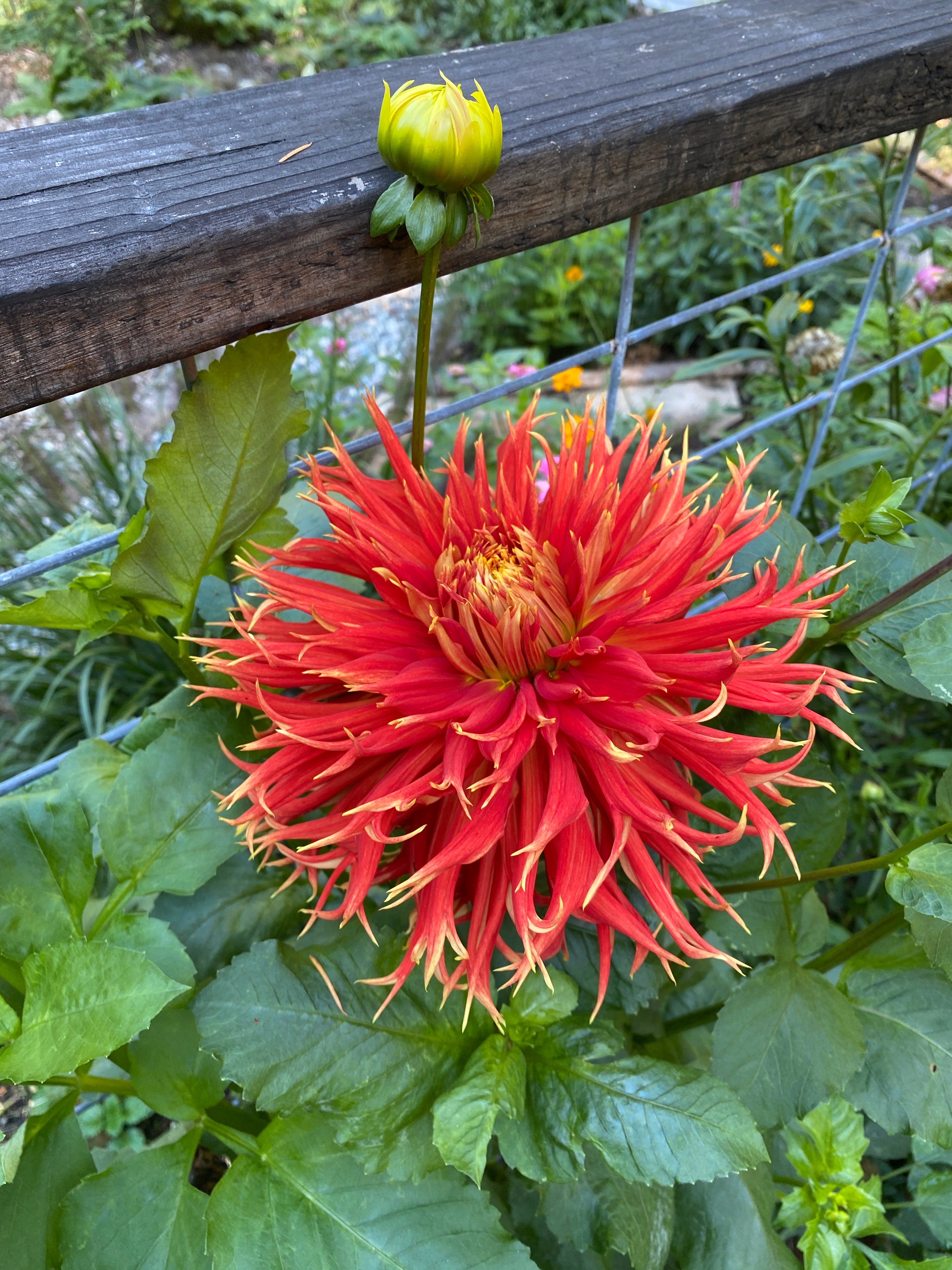 Show'N'Tell - Dahlia Tuber