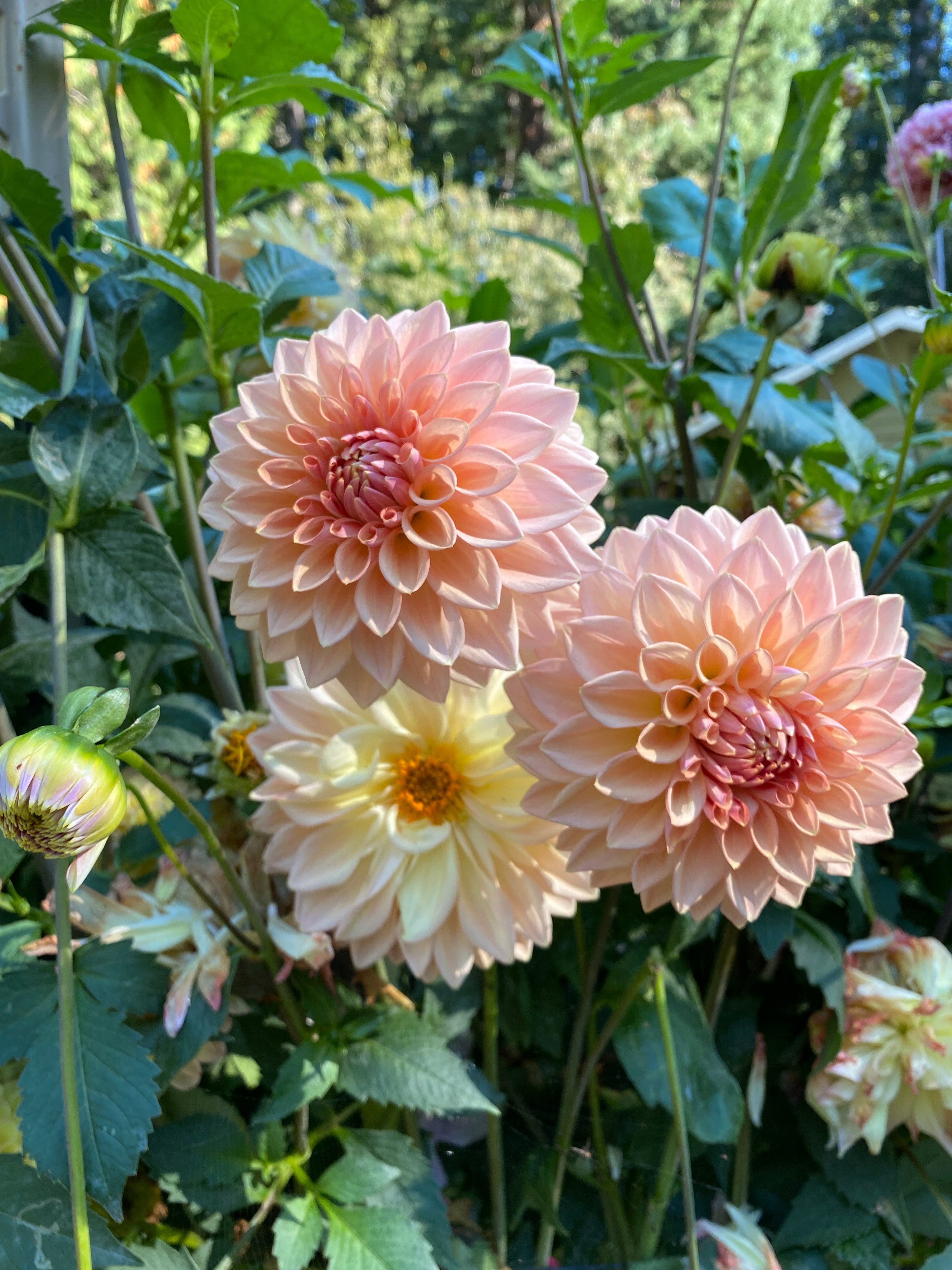 Bloomquist Alan - Dahlia Tuber