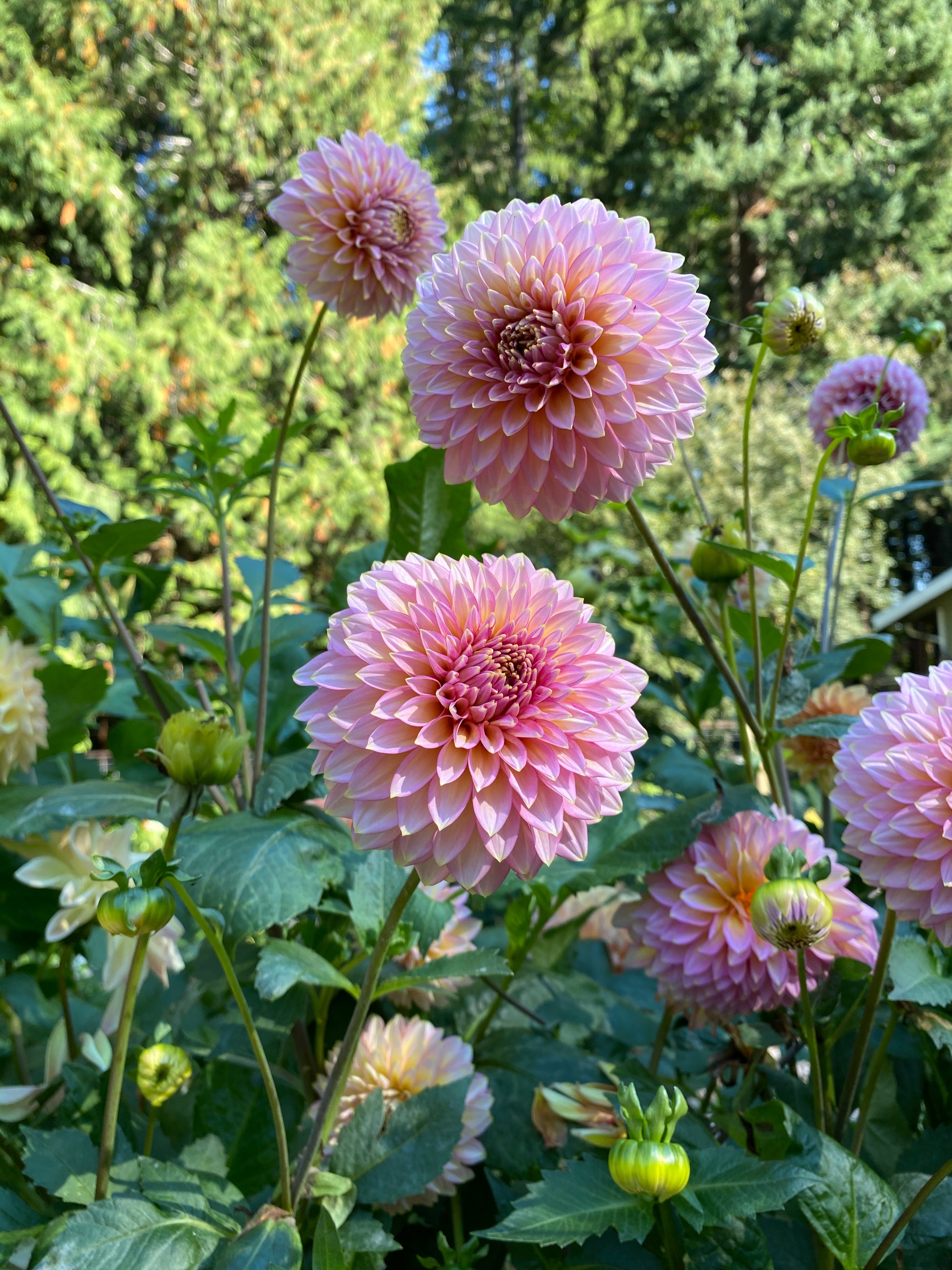 Bloomquist Mojo -Dahlia Tuber Bundle of 10