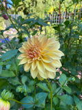Miss Amara - Dahlia Tuber
