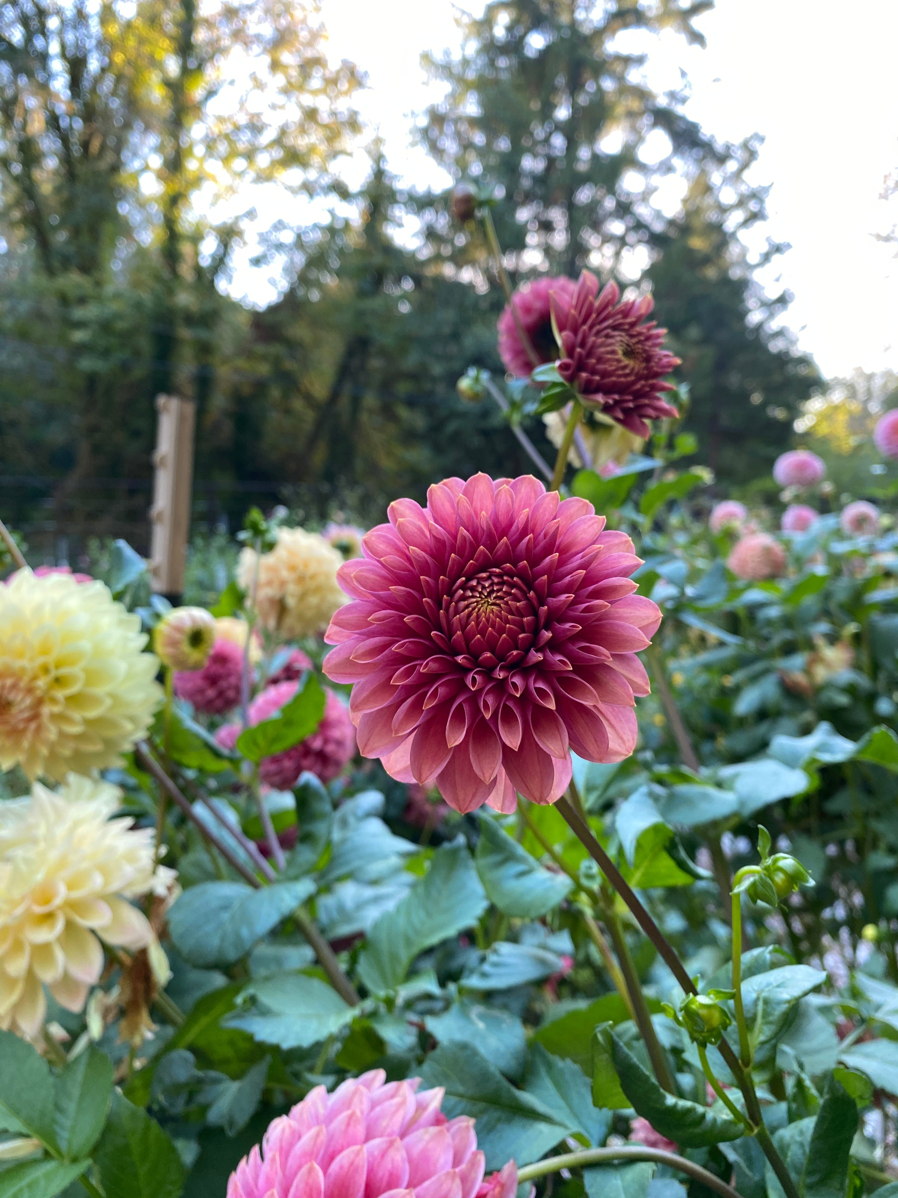 SC REJ / Rosie Jo - Dahlia Tuber