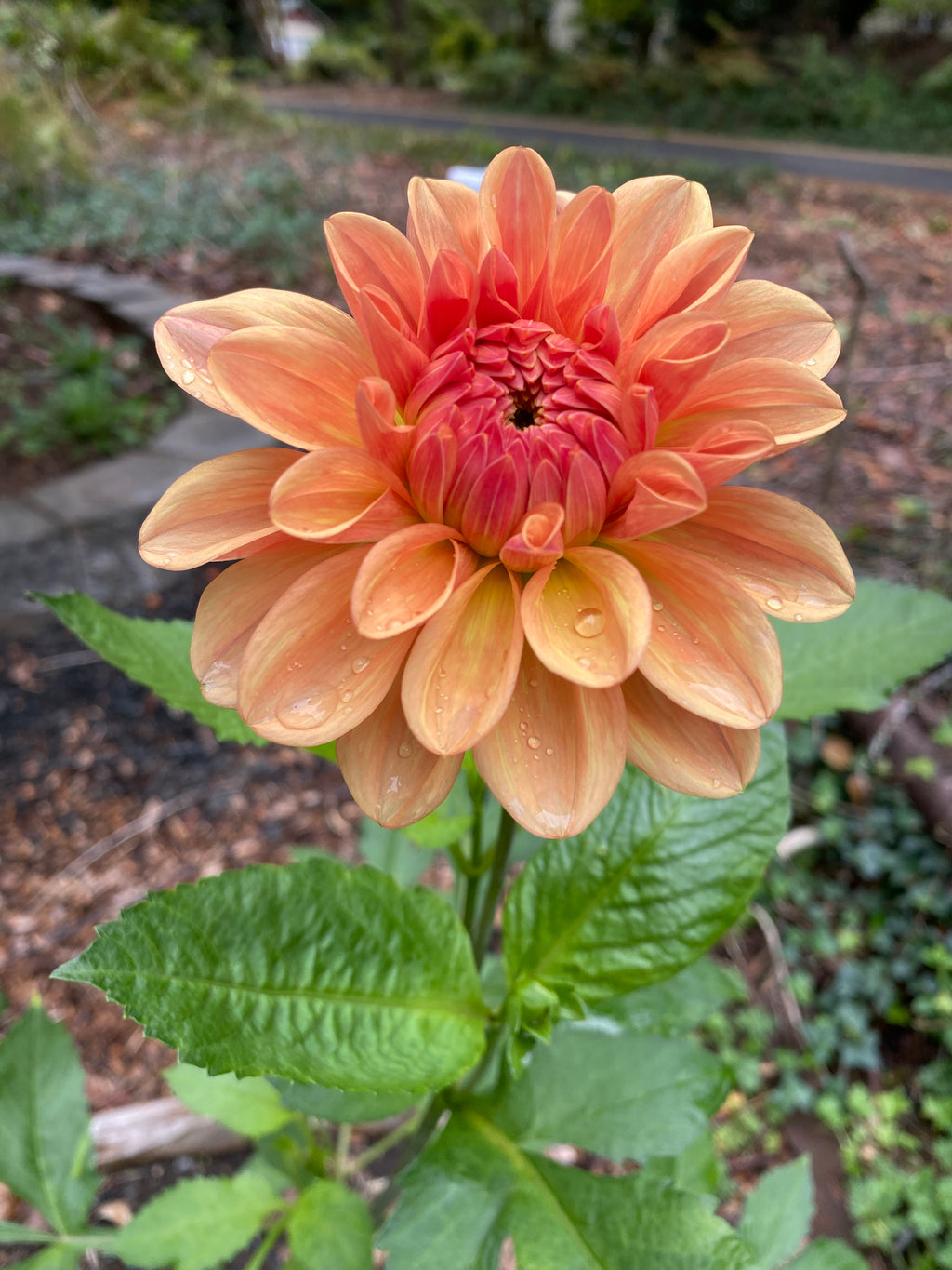 Robann Butterscotch - Dahlia Tuber