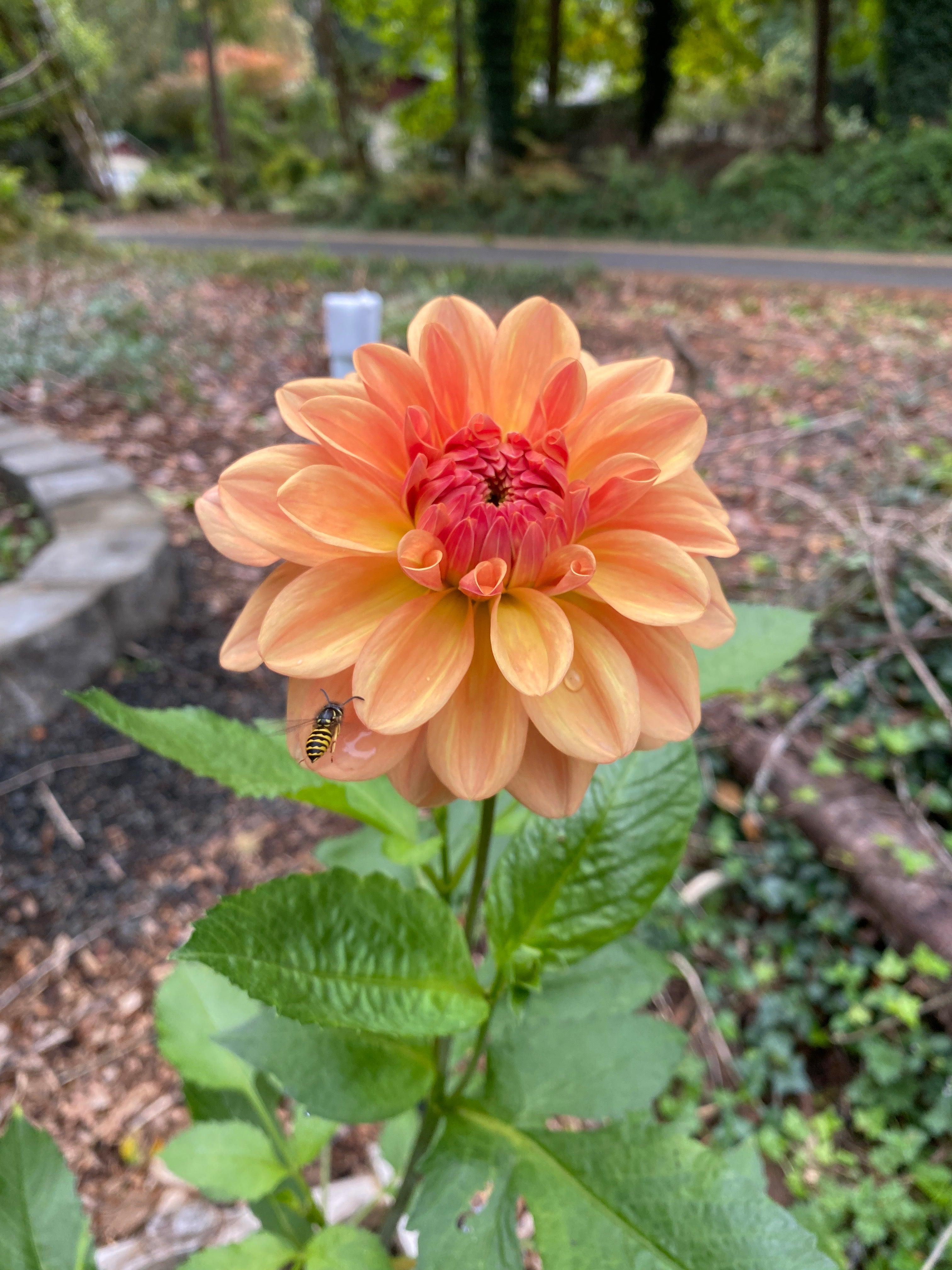 Robann Butterscotch - Dahlia Tuber