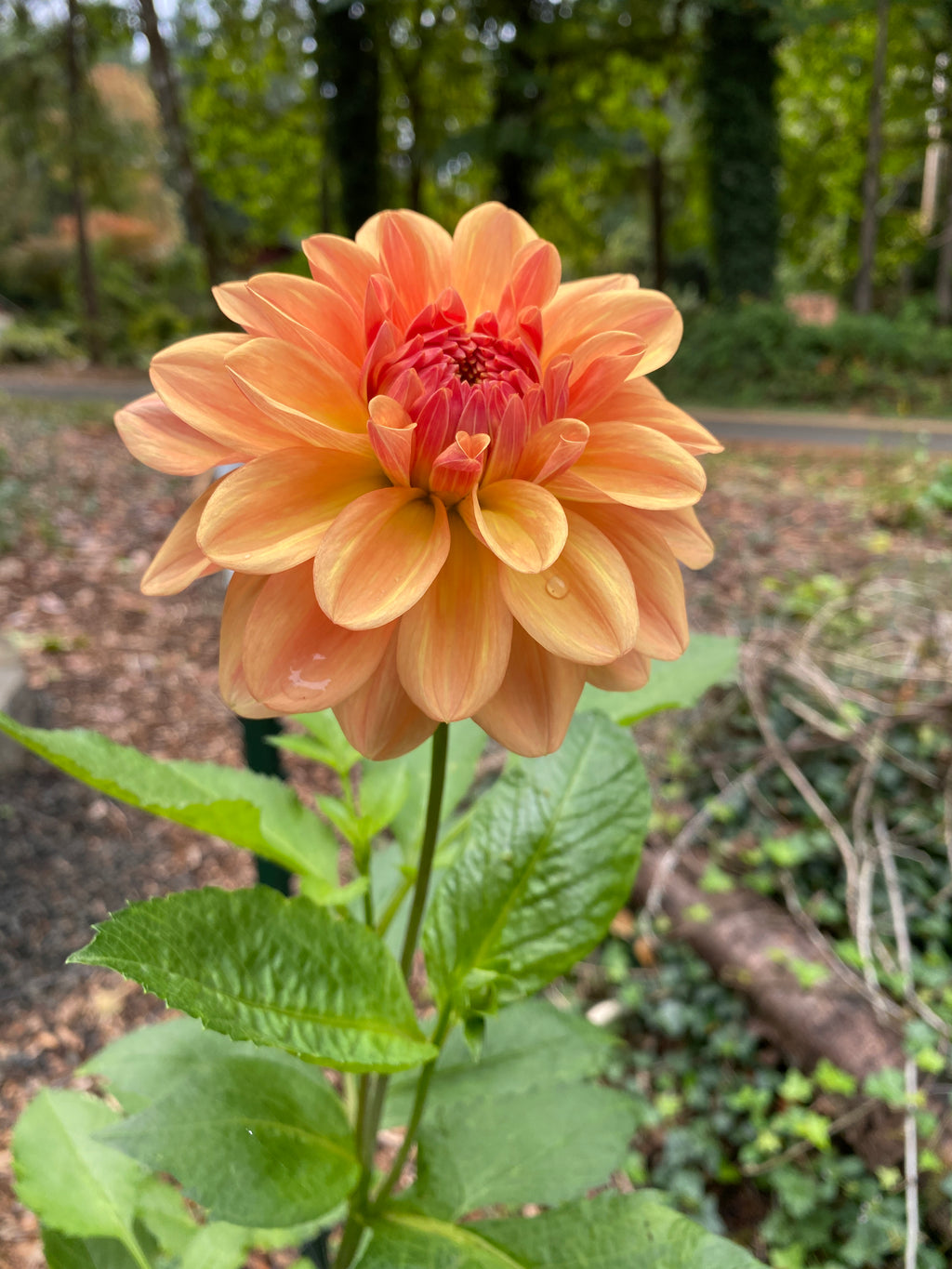 Robann Butterscotch - Dahlia Tuber