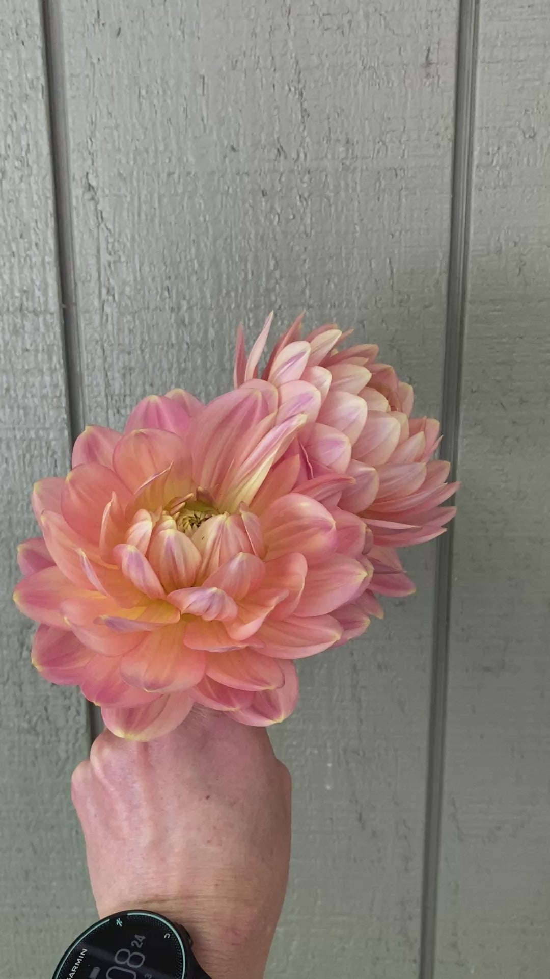 Hollyhill Serenity - Dahlia Tuber